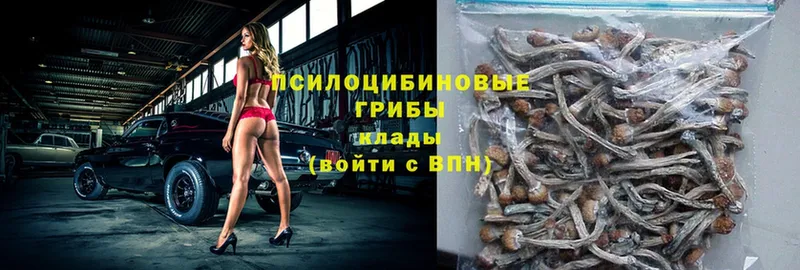 сколько стоит  Дорогобуж  Псилоцибиновые грибы Psilocybe 